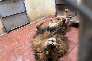 Ngắm Sư tử, Hổ dùng quạt sưởi, Hà mã ngâm bình nước nóng tại sở thú Hà Nội