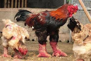 Báo quốc tế viết về vẻ đẹp của 'gà rồng' Việt Nam