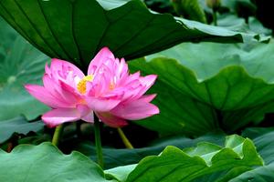 Lễ hội Sen Tây Hồ sẽ diễn ra từ ngày 12/7 - 16/7