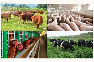 Phát triển công nghệ chuồng trại và xử lý chất thải chăn nuôi đến năm 2030