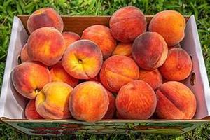 Quả đào và xuân đào Hoa Kỳ có mặt tại Việt Nam