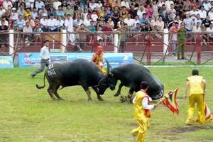  Giải thưởng rất lớn của Lễ hội chọi trâu Đồ Sơn 
