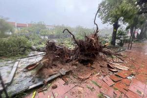 Đã có 5 người thiệt mạng, 186 người bị thương trong bão số 3