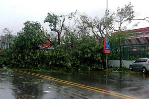 Hải Phòng khẩn trương khắc phục cây xanh bị thiệt hại sau bão số 3