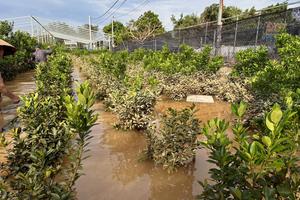 Quất Tứ Liên chìm trong biển nước, có những hộ dân nguy cơ thiệt hại cả tỉ đồng