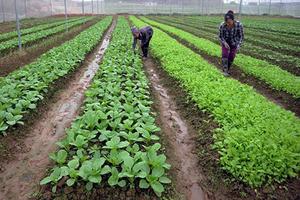 Hỗ trợ 150 tỷ đồng cho tỉnh Lào Cai khắc phục khó khăn hậu quả cơn bão số 3