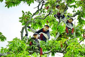 Quy hoạch bảo tồn đa dạng sinh học quốc gia thời kỳ 2021 - 2030, tầm nhìn đến năm 2050