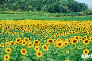 Sunflower field attracts visitors over New Year weekend in north-central Vietnam