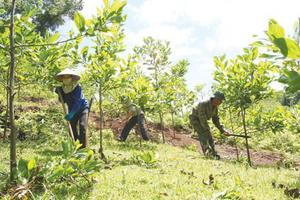 Góp ý Văn kiện Đại hội XIV của Đảng: Đẩy mạnh công tác trồng rừng và bảo vệ rừng