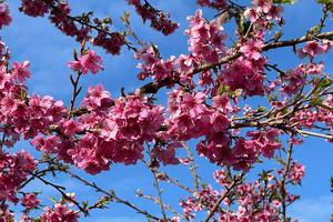 Lạc vào "đảo đào hoa" giữa lòng hồ thuỷ điện Pá Khoang - Điện Biên