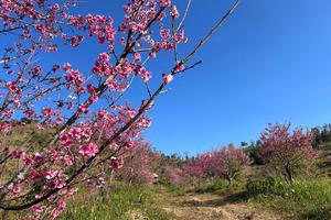 Viết tiếp câu chuyện hoa anh đào và du lịch nơi cực tây Tổ quốc