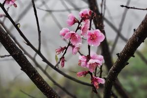 Đào, mận đơm hoa, đua sắc trên cung đường Tây Bắc