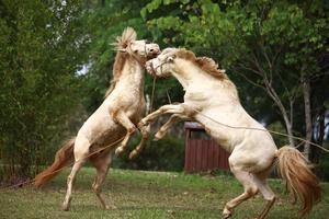 Cùng đàn bạch mã tung vó trên cao nguyên Quan Sơn kể chuyện mùa xuân