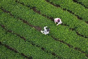 Những đồi trà ngát xanh làm nên kinh tế xanh ở Thái Nguyên